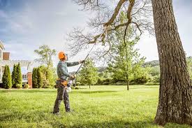 Landscaping & Tree Care